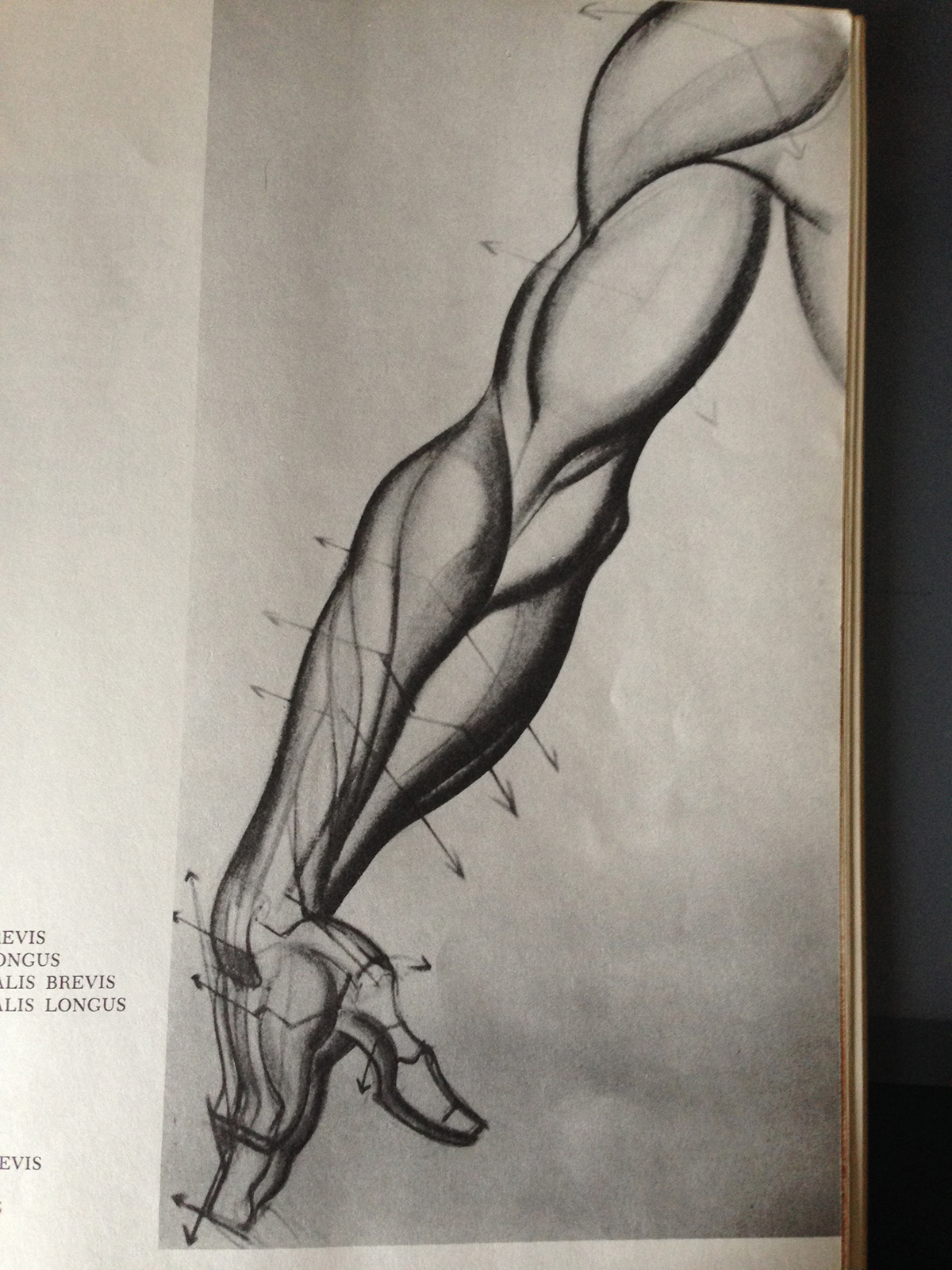 Dynamic Anatomy arm