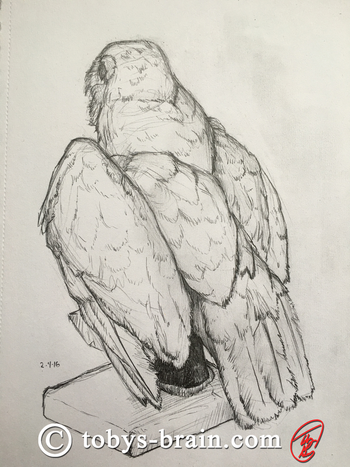 Sketch of a spotted owl from a taxidermied specimen.